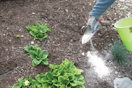 Mączka Bazaltowa Target